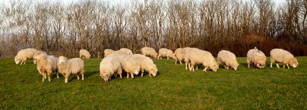 A flock of sheep grazing in a field sheep in a row in a field — Stock Photo, Image