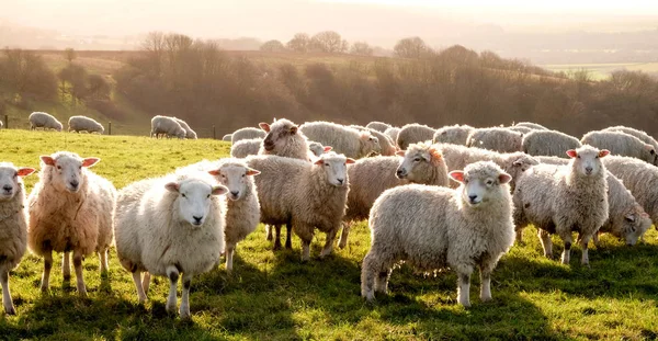 eight sheep in a row in a field looking at the camera with a flo