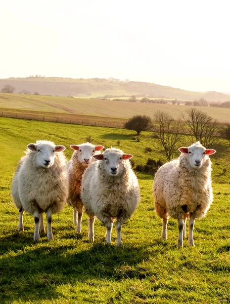 Quatro ovelhas seguidas num campo a olhar para a câmara Fotografias De Stock Royalty-Free
