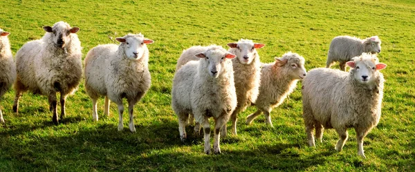 Sete ovelhas em uma fileira em um campo olhando para a câmera Imagem De Stock