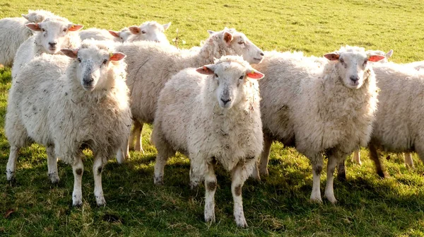 三只羊在田野里排成一排，用平底锅看着摄像机 图库照片