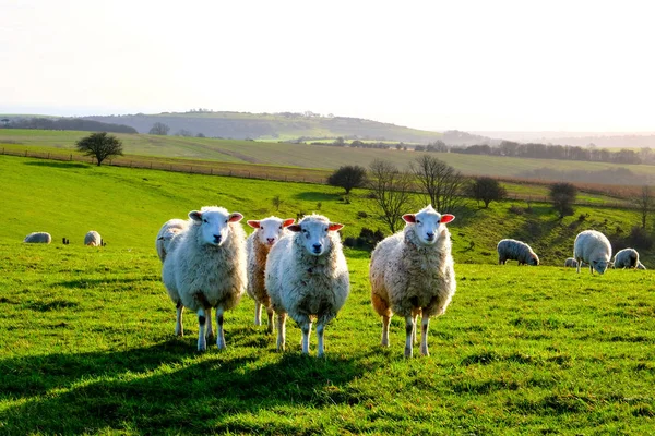 Quatro ovelhas seguidas num campo a olhar para a câmara Fotografia De Stock