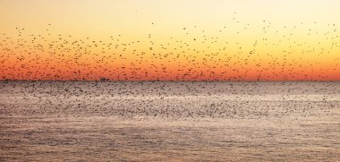 starlings murmurating at sunset over the sea clipart