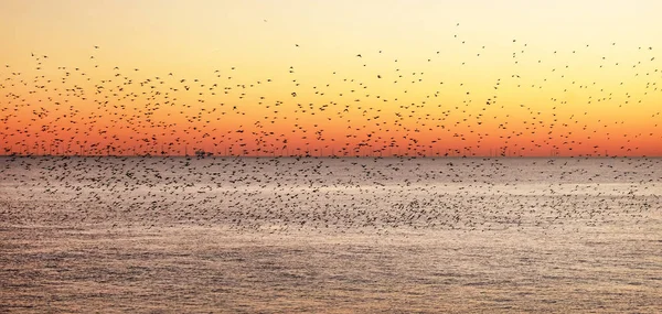 Estorninhos murmurando ao pôr do sol sobre o mar — Fotografia de Stock