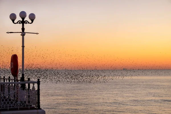 Estorninhos murmurando ao pôr do sol em frente a um cais — Fotografia de Stock