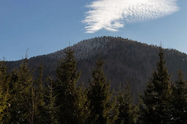 dağ ve orman manzarası