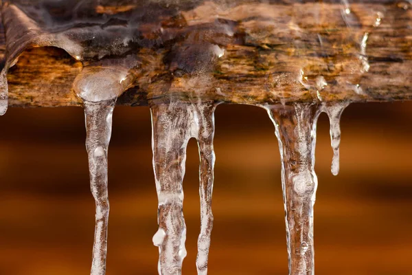 Kışın ağaçtan aşağı süzülen bir buz sarkıtı..