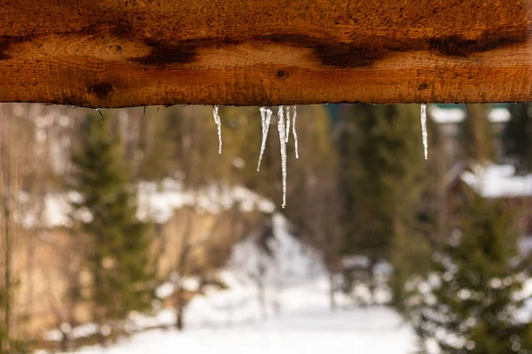 Kışın ağaçtan aşağı süzülen bir buz sarkıtı..