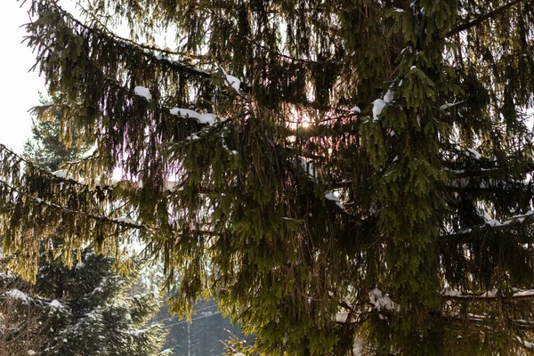 Ukrayna, İvano-Frankivsk bölgesi, Guta köyü.