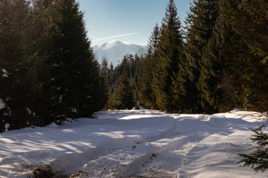 Evde, bacası ve dumanı olan bir evde, ağaçların arasında. Ukrayna, İvano-Frankivsk bölgesi, Guta köyü.