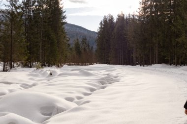 Ormana ve dağlara bakan kış manzarası. Ukrayna, Guta