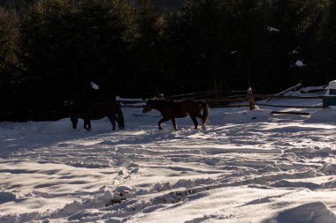 At kış ormanında.