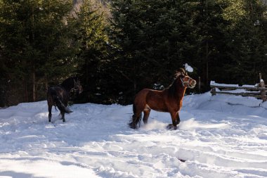 At kış ormanında.