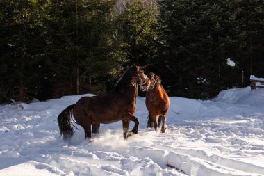 At kış ormanında.