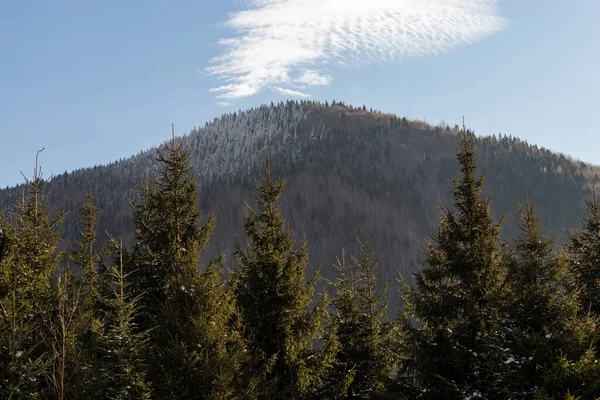 Evde, bacası ve dumanı olan bir evde, ağaçların arasında. Ukrayna, İvano-Frankivsk bölgesi, Guta köyü.