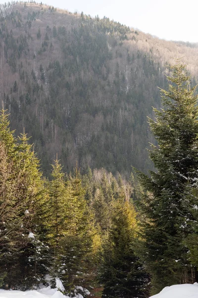 Evde, bacası ve dumanı olan bir evde, ağaçların arasında. Ukrayna, İvano-Frankivsk bölgesi, Guta köyü.