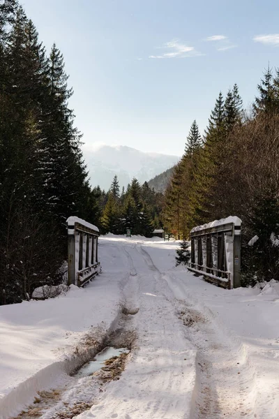 Ormana ve dağlara bakan kış manzarası. Ukrayna, Guta