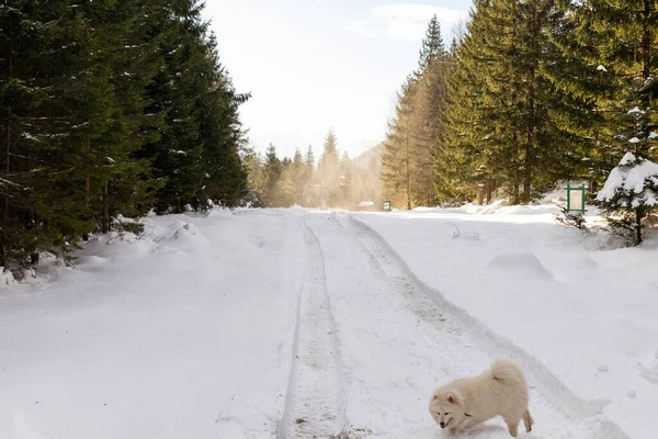 Ormana ve dağlara bakan kış manzarası. Ukrayna, Guta
