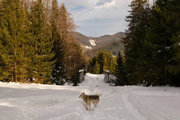 Paisaje Invernal Con Vistas Bosque Las Montañas Ucrania Guta — Foto de Stock