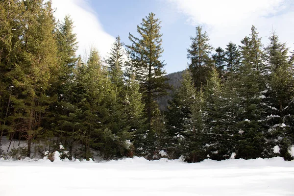 Ormana ve dağlara bakan kış manzarası. Ukrayna, Guta