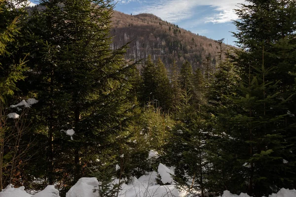 Ormana ve dağlara bakan kış manzarası. Ukrayna, Guta