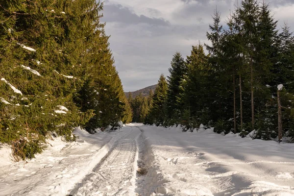 Ormana ve dağlara bakan kış manzarası. Ukrayna, Guta
