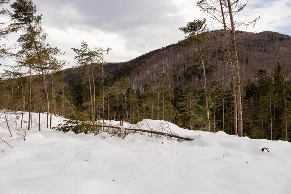 Ormana ve dağlara bakan kış manzarası. Ukrayna, Guta