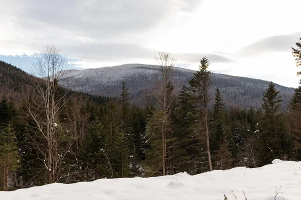Ormana ve dağlara bakan kış manzarası. Ukrayna, Guta