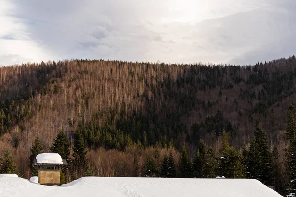 Ormana ve dağlara bakan kış manzarası. Ukrayna, Guta
