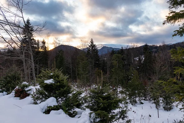 Ormana ve dağlara bakan kış manzarası. Ukrayna, Guta