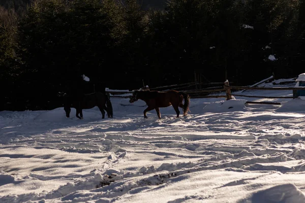 At kış ormanında.