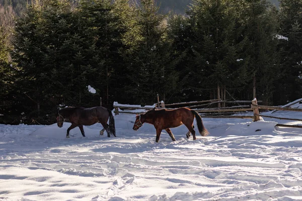 At kış ormanında.