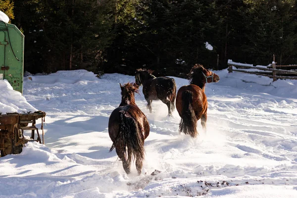 At kış ormanında.