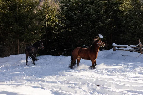 At kış ormanında.