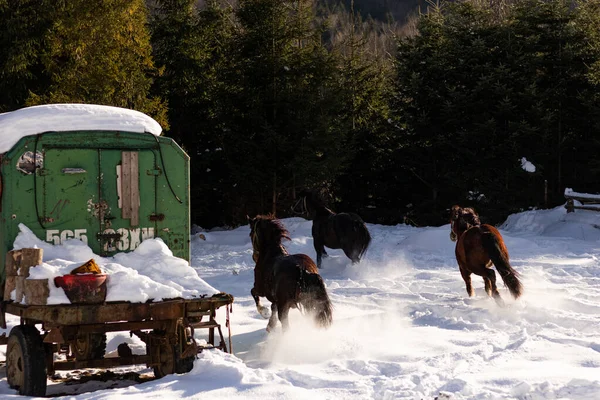 At kış ormanında.