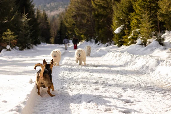 Mutlu bir Samoyed köpeği sahibine koşar. Kış