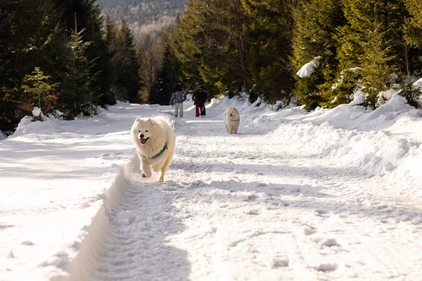 Mutlu bir Samoyed köpeği sahibine koşar. Kış