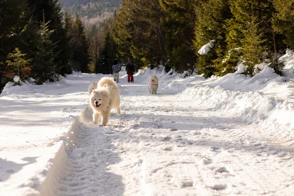 Mutlu bir Samoyed köpeği sahibine koşar. Kış