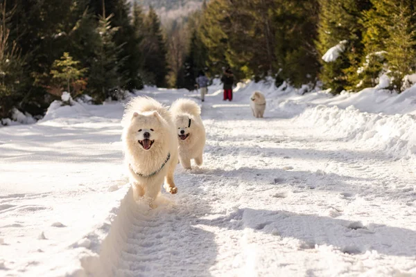 Mutlu bir Samoyed köpeği sahibine koşar. Kış