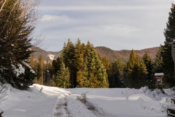 Paisaje Invernal Con Vistas Bosque Las Montañas Ucrania Guta Imágenes De Stock Sin Royalties Gratis