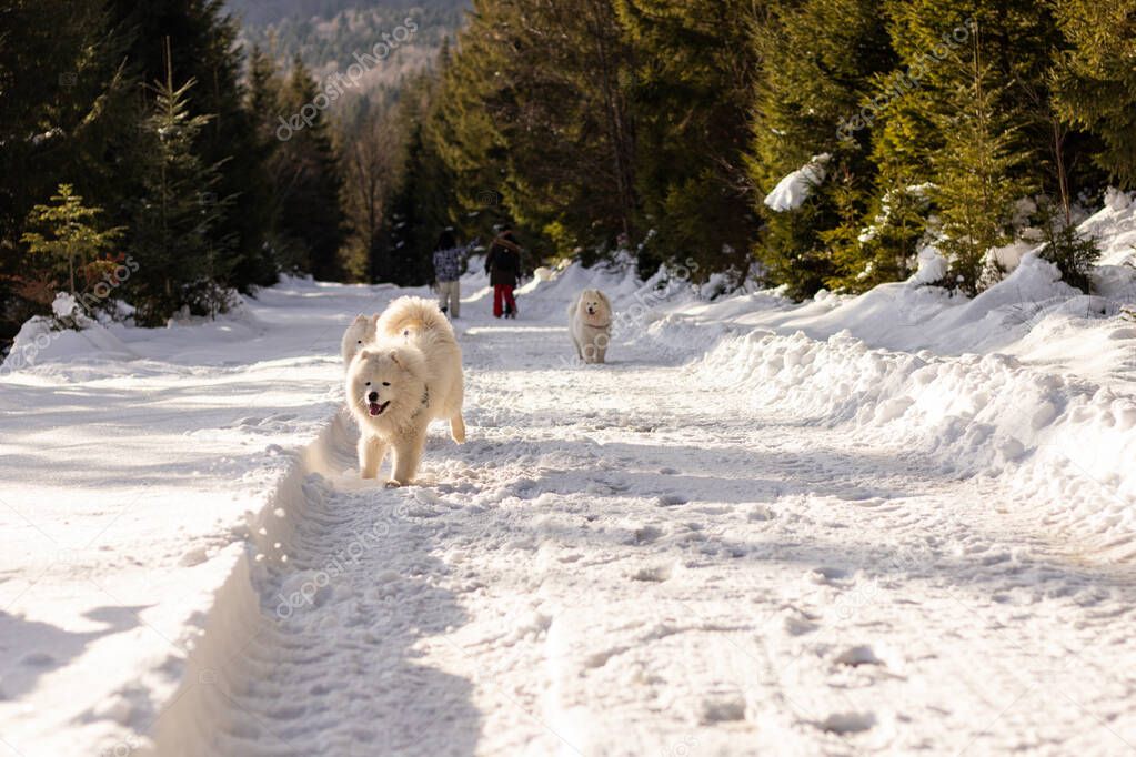 A happy Samoyed dog runs to its owner. Winter