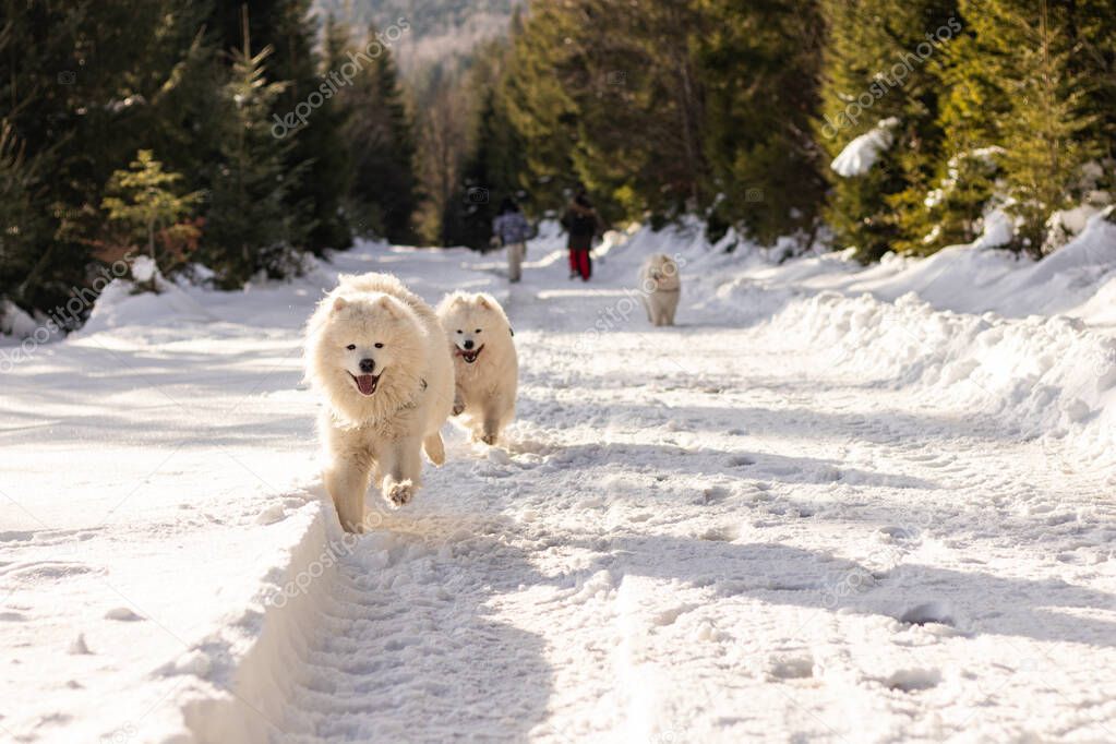 A happy Samoyed dog runs to its owner. Winter
