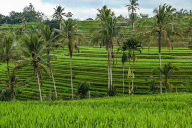 Bali adasındaki Jatiluwih yeşil pirinç tarlaları Unesco miras alanlarıdır, muhteşem manzaralı Bali 'yi ziyaret etmek için tavsiye edilen yerlerden biridir.