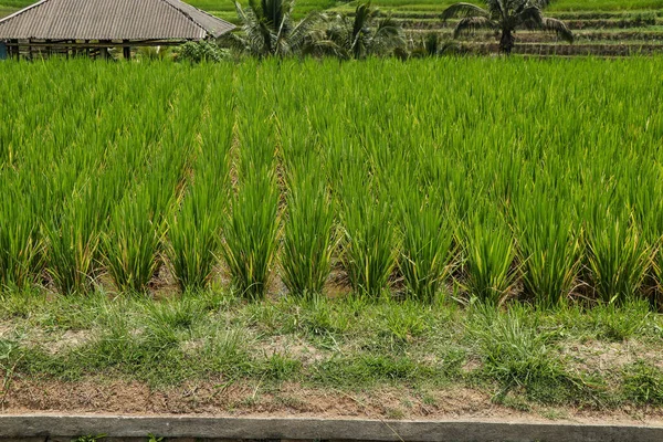 Growing rice on the island of Bali, Indonesia, Jatiluwih green rice terraces, UNESCO heritage site — Stock Photo, Image