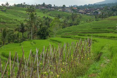 Bali adasındaki Jatiluwih yeşil pirinç tarlaları Unesco miras alanlarıdır, muhteşem manzaralı Bali 'yi ziyaret etmek için tavsiye edilen yerlerden biridir.