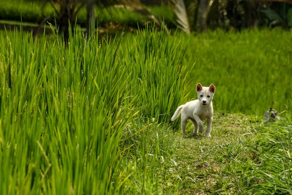 Little white puppy on rice terraces Jatiluwih, Bali, Indonesia — Stock Photo, Image