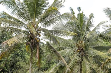 Endonezya, Bali 'de gökyüzüne karşı hindistan cevizi palmiyeleri, yatay yönelim