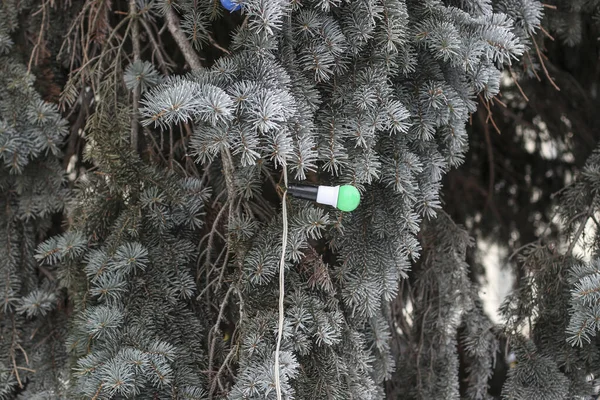 Christmas trees in the park are decorated with garlands of multi-colored light bulbs for evening illumination