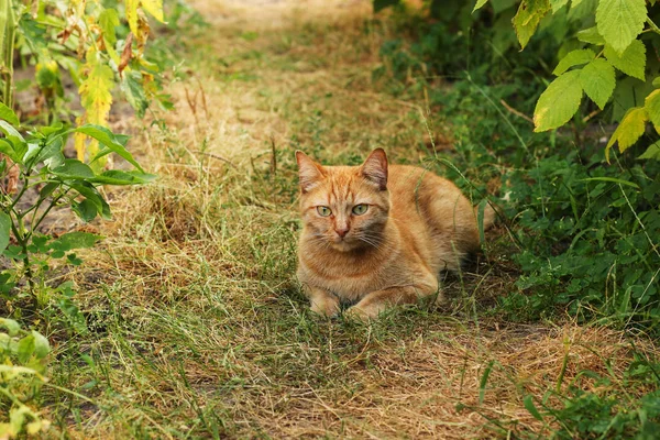 Red cat lies on the grass garden path, horizontal orientation — Stock Photo, Image