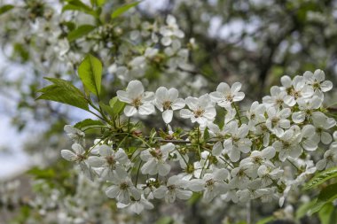 Baharda bahçede çiçek açan kiraz ağacı, seçici odak